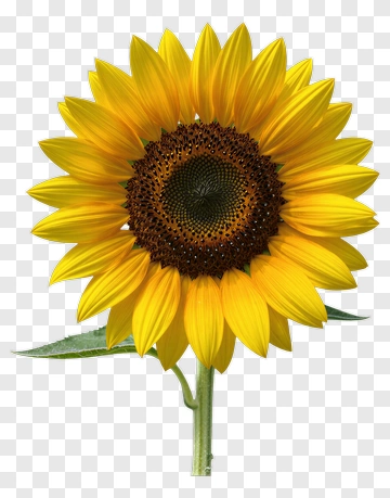 Sunflower With Leaf And Stem PNG