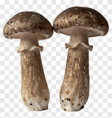 Two Brown Mushrooms PNG