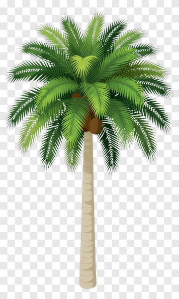 Palm Tree With Coconut PNG