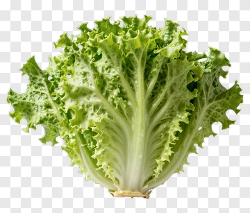 Fresh Lettuce With Crisp Green Leaves PNG