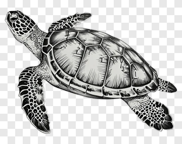Sea Turtle Drawing PNG