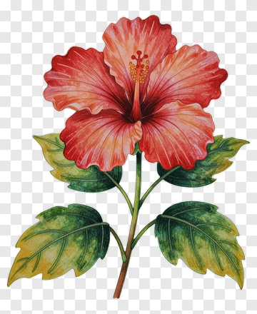Red Hibiscus Flower With Green Leaves PNG