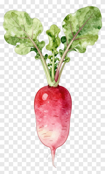Watercolor Radish Illustration PNG