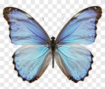 Blue Butterfly PNG