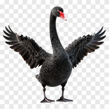 Black Swan With Spread Wings PNG