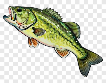 Hand-drawn Bass Fish Illustration PNG