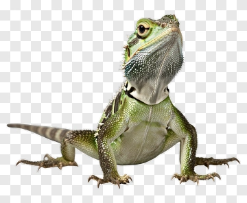 Green Lizard With Spiky Scales PNG