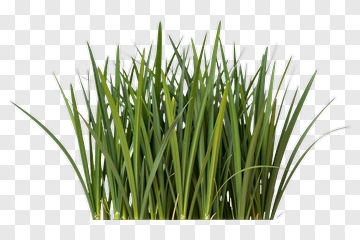 Fresh Green Grass PNG