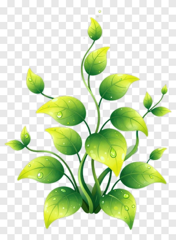 Green Plant With Water Droplets PNG