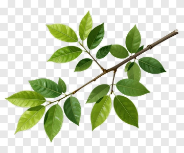 Branch With Green Leaves PNG