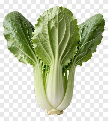 Fresh Bok Choy PNG