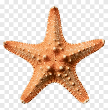 Orange Starfish PNG