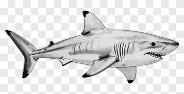 Hand Drawn Shark PNG