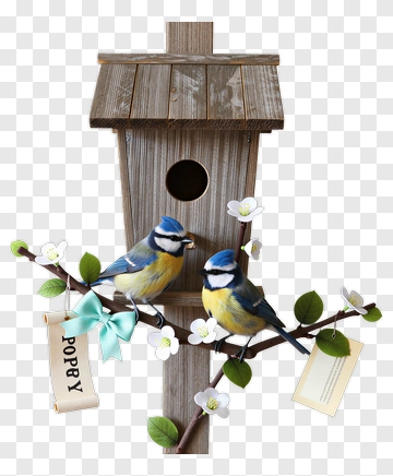 Blue Tit Birds On A Spring Branch PNG