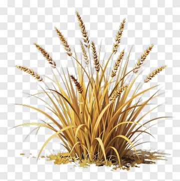 Golden Wheat Plants PNG