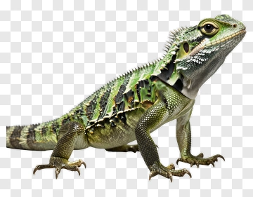 Green Iguanid Lizard PNG