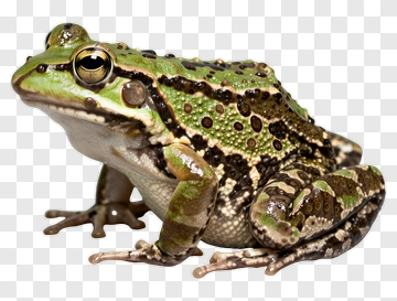Green Frog With Brown Spots PNG