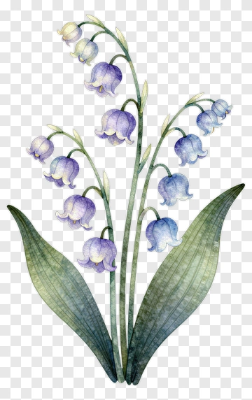 Lily Of The Valley Flower PNG
