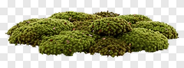 Green Moss Clump PNG