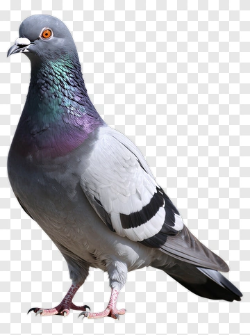Pigeon With Iridescent Neck PNG