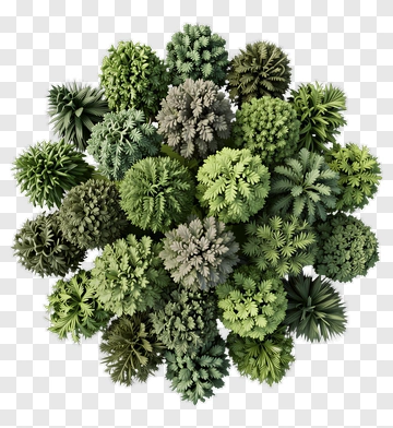 Cluster Of Green Plants From Above PNG