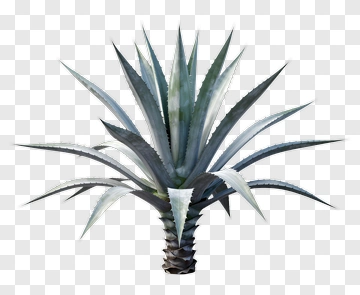 Agave Plant PNG