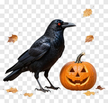 Crow And Jack-o-lantern PNG