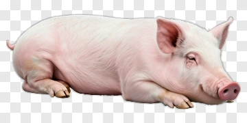 Pink Pig Resting PNG