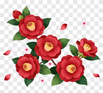 Red Camellia Blossoms With Green Leaves PNG