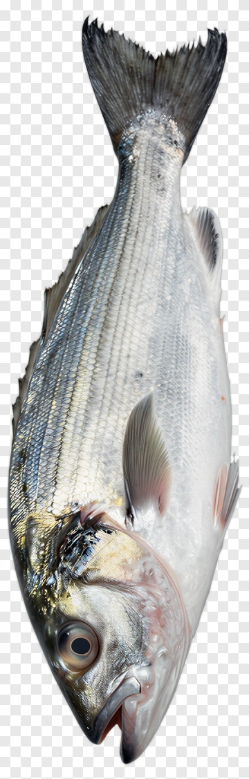 Fresh Fish PNG