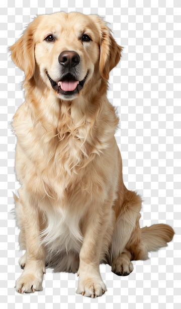 Golden Retriever Sitting PNG