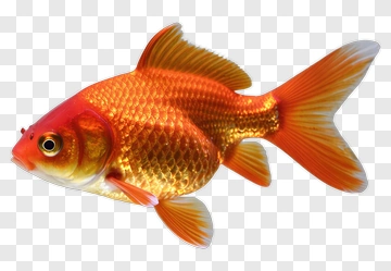 Golden Fish In Motion PNG