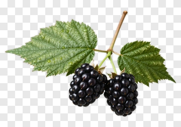 Blackberry With Leaf And Stem PNG