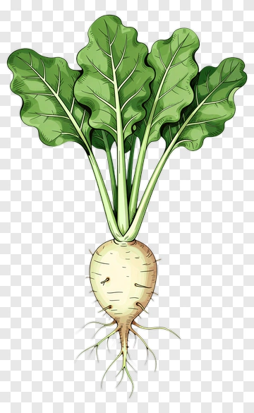 Beetroot Illustration PNG