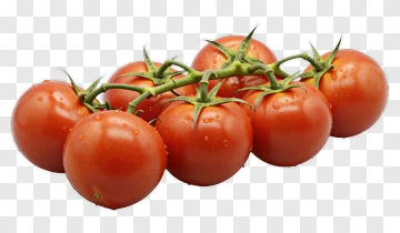 Cluster Of Fresh Tomatoes On Vine PNG