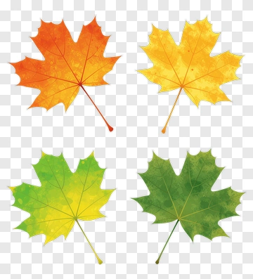 Four Maple Leaves In Autumn Colors PNG