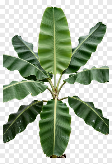 Banana Leaf Plant PNG