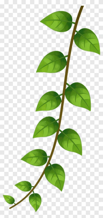 Vine With Green Leaves PNG