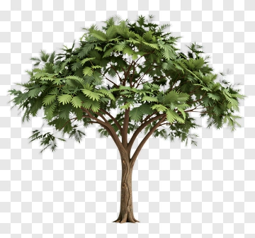 Tree With Dense Green Foliage PNG
