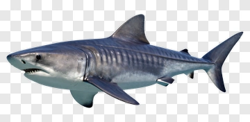 Shark In Gray Background PNG
