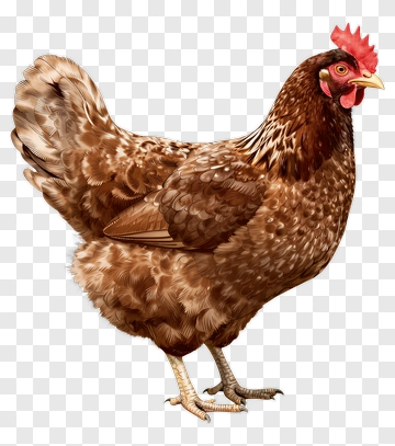 Realistic Brown Chicken Illustration PNG