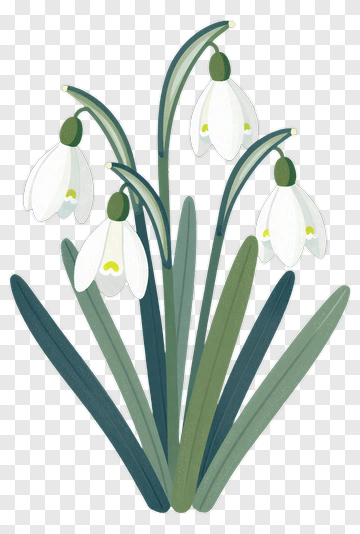 Snowdrop Flower Cluster PNG