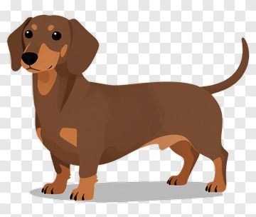 Dachshund In Brown And Orange PNG