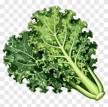 Kale Leaf Illustration PNG