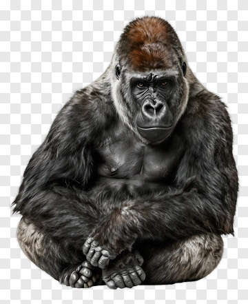 Gorilla Sitting PNG
