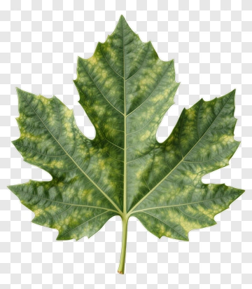 Green Leaf With Yellow Spots PNG