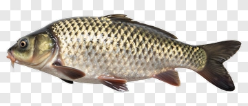 Fish With Scaled Body And Fins PNG