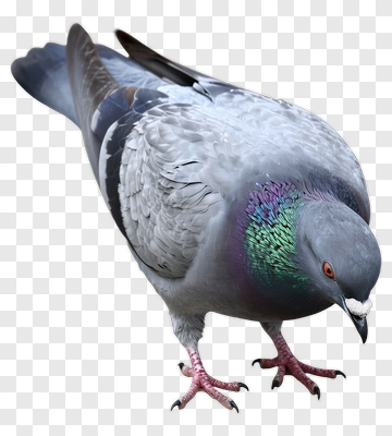 Pigeon On Concrete Ground PNG