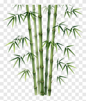 Bamboo PNG