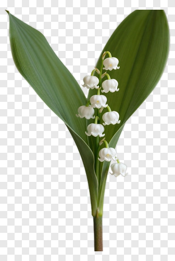 Lily Of The Valley Blossoms PNG